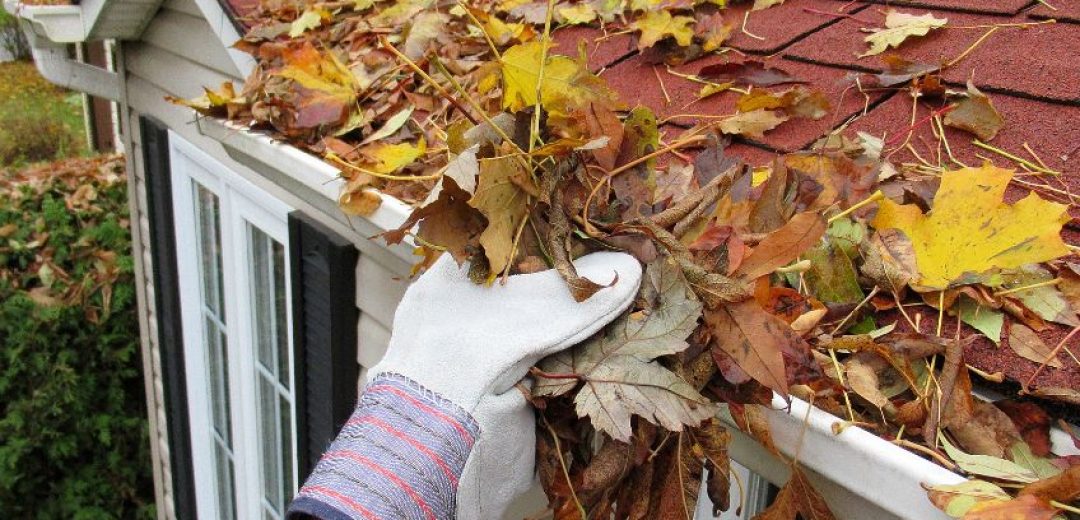 Gutter & Roof Maintenance
