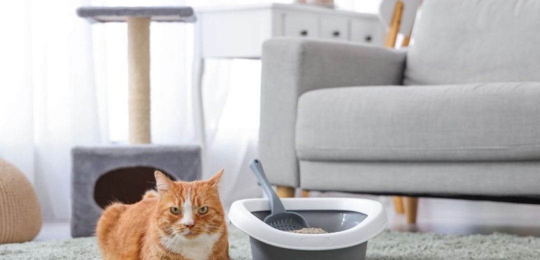 Janitorial & Interior Cleaning